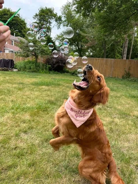Bubblelick Pets Peanut Butter Swirl