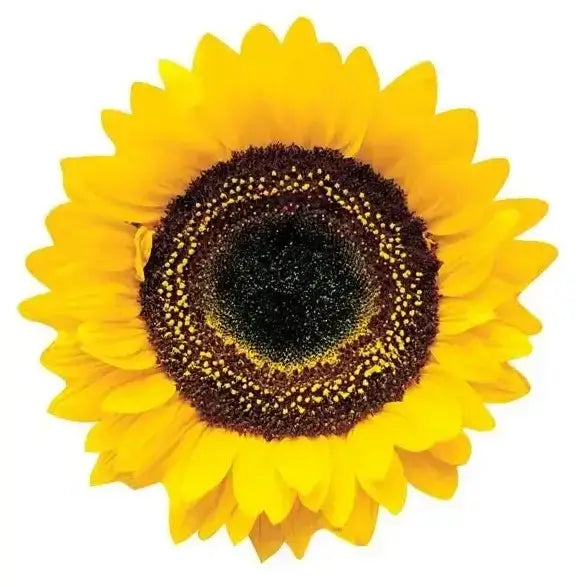 Common Sunflower Blank Diecut Card