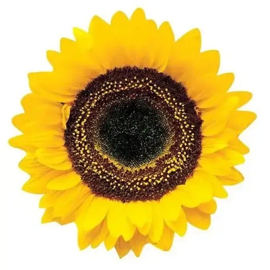 Common Sunflower Blank Diecut Card