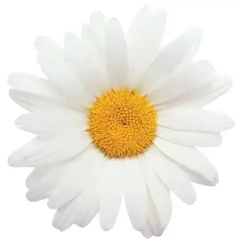 Oxeye Daisy Blank Diecut Card